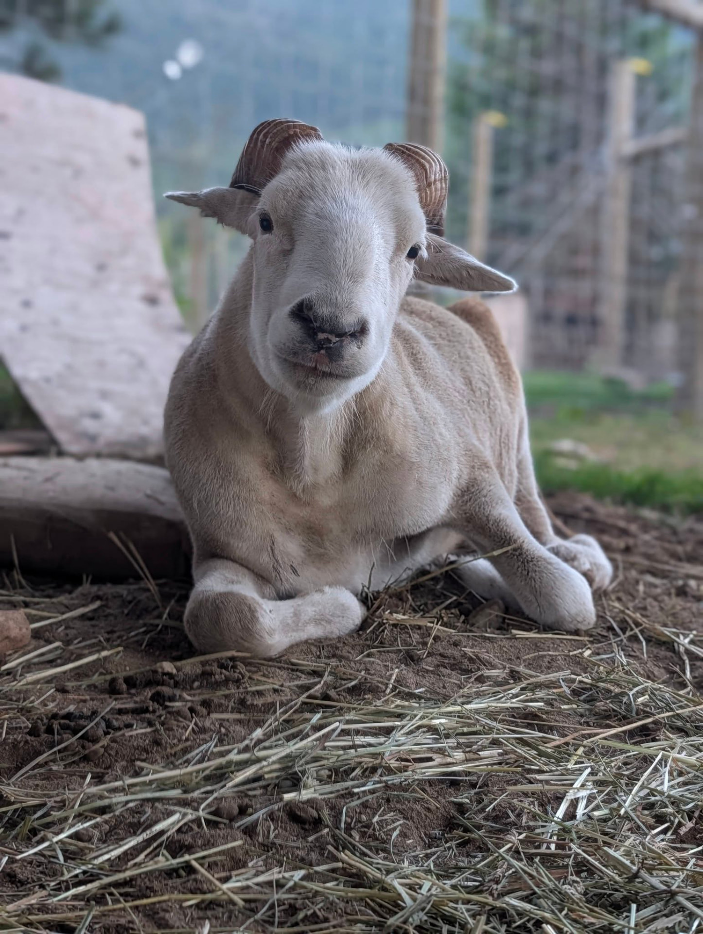 A rescued goat resting in a barn