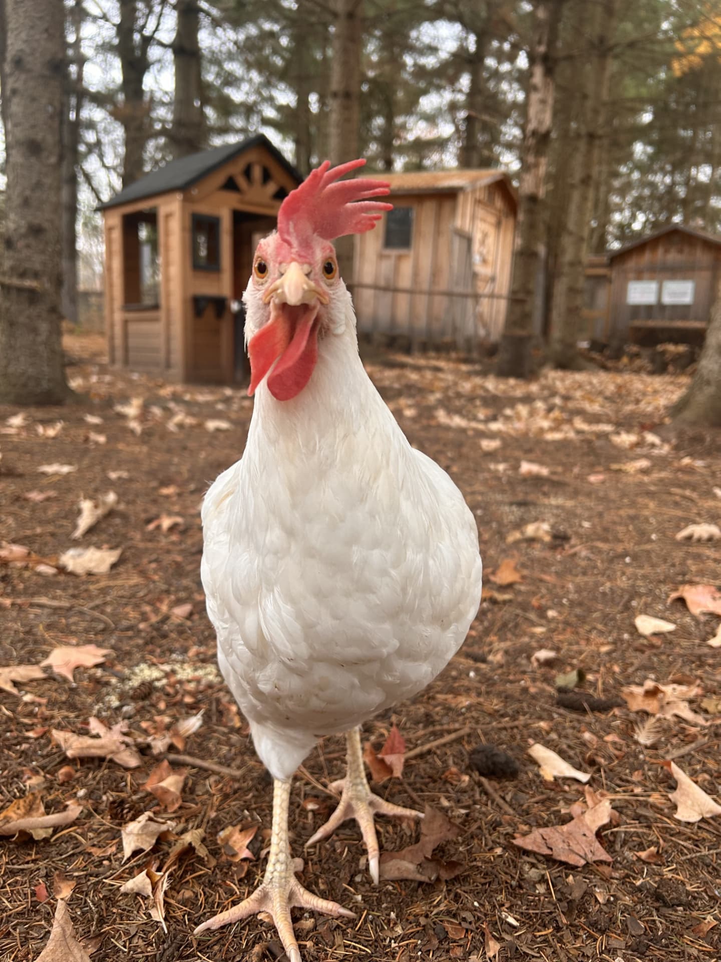 Suzie, Queen of the Coop